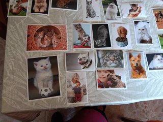 Colección de Cromos de Perros y Gatos de Marca