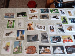 Colección de Cromos de Perros y Gatos de Marca