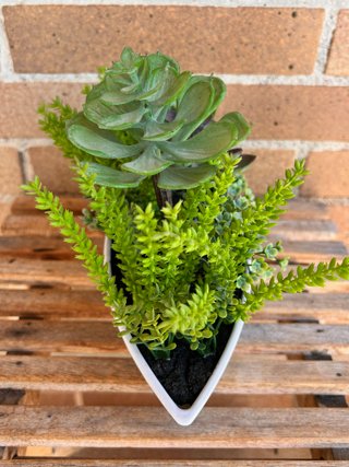Maceta con Plantas Suculentas