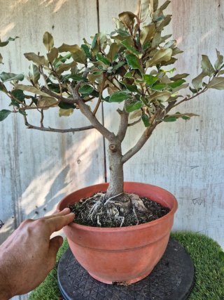 Eleagnus Compacta REF702 oferta hasta 5octubre