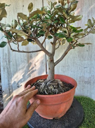 Eleagnus Compacta REF702 oferta hasta 5octubre