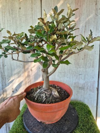 Eleagnus Compacta REF702 oferta hasta 5octubre