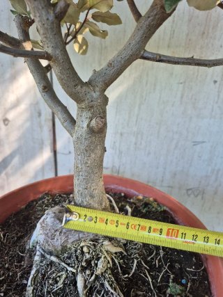 Eleagnus Compacta REF702 oferta hasta 5octubre
