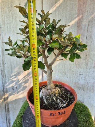 Eleagnus Compacta REF702 oferta hasta 5octubre
