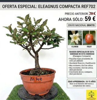 Eleagnus Compacta REF702 oferta hasta 5octubre