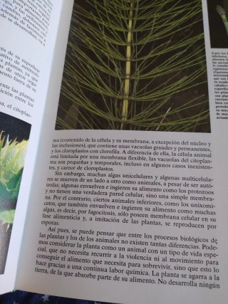 Historia Natural Flora