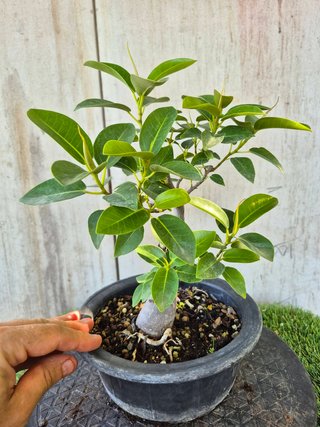 Bonsái Ficus Australis Rubiginosa Tnegra