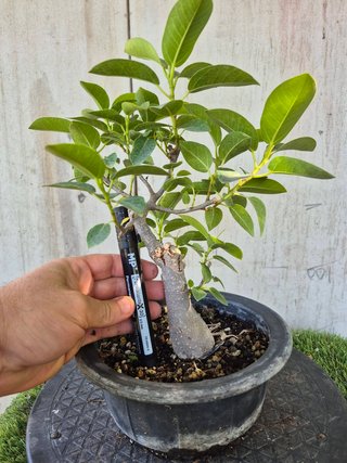 Bonsái Ficus Australis Rubiginosa Tnegra