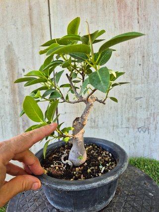 Bonsái Ficus Australis Rubiginosa Tnegra
