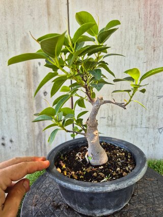 Bonsái Ficus Australis Rubiginosa Tnegra
