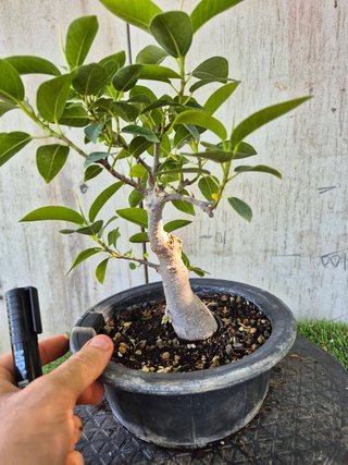 Bonsái Ficus Australis Rubiginosa Tnegra