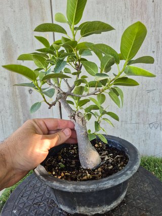 Bonsái Ficus Australis Rubiginosa Tnegra
