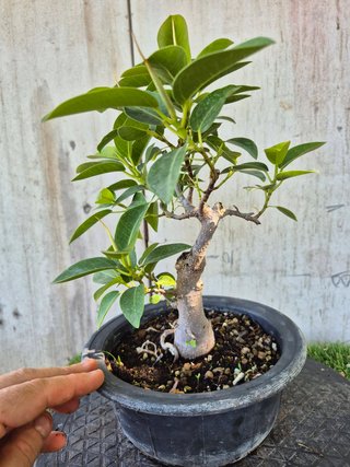 Bonsái Ficus Australis Rubiginosa Tnegra