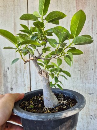 Bonsái Ficus Australis Rubiginosa Tnegra