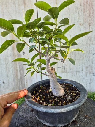 Bonsái Ficus Australis Rubiginosa Tnegra