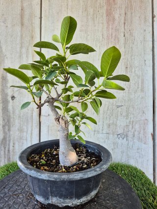 Bonsái Ficus Australis Rubiginosa Tnegra