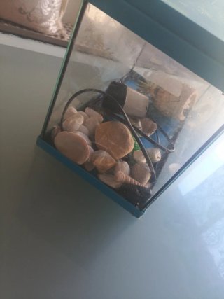 Pecera de cristal y plástico
