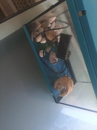 Pecera de cristal y plástico