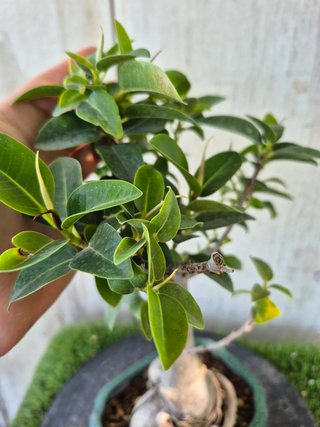 Bonsái Ficus Australiana VDE35