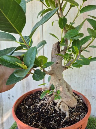 Ficus Australis Rubiginosa 611 oferta hasta oct