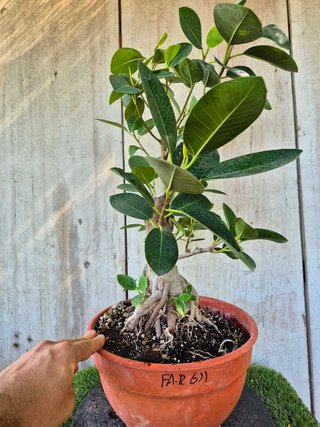 Ficus Australis Rubiginosa 611 oferta hasta oct