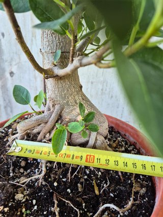 Ficus Australis Rubiginosa 611 oferta hasta oct