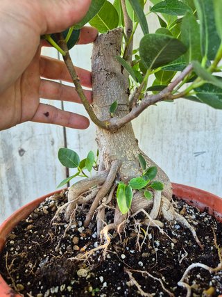 Ficus Australis Rubiginosa 611 oferta hasta oct