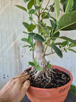 Ficus Australis Rubiginosa 611 oferta hasta oct