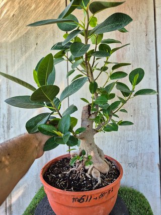 Ficus Australis Rubiginosa 611 oferta hasta oct