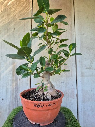 Ficus Australis Rubiginosa 611 oferta hasta oct