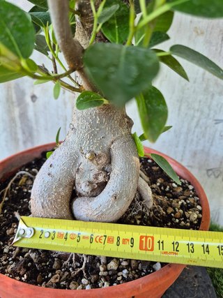 Ficus Australis Rubiginosa 611 oferta hasta oct