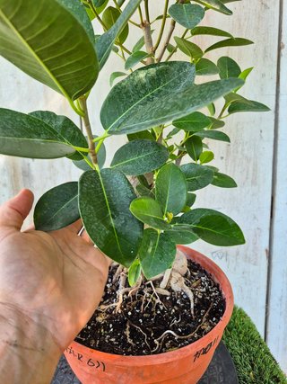 Ficus Australis Rubiginosa 611 oferta hasta oct