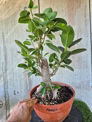 Ficus Australis Rubiginosa 611 oferta hasta oct