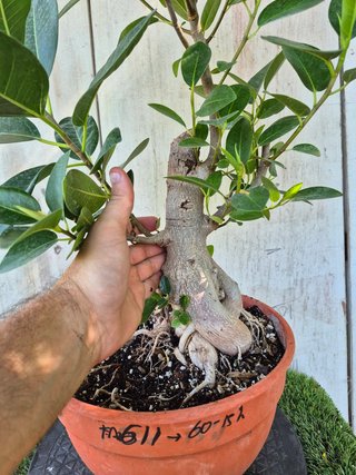 Ficus Australis Rubiginosa 611 oferta hasta oct