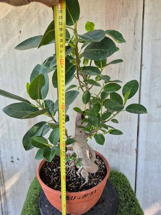 Ficus Australis Rubiginosa 611 oferta hasta oct
