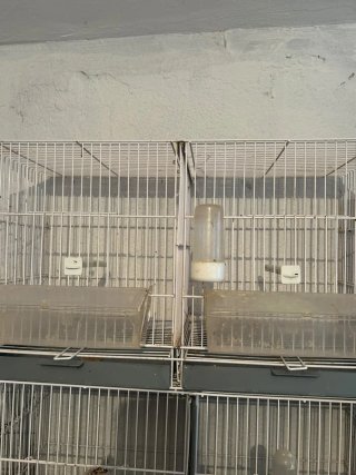 Jaulas para pájaros