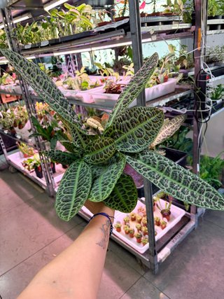 Labisia obtusifolia Kura Kura