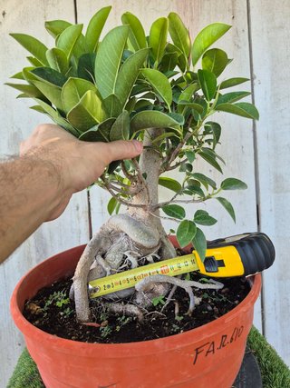 Ficus Australis Rubiginosa 610 oferta hasta 5 oct