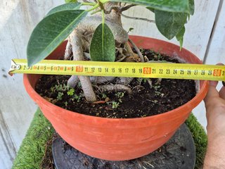 Ficus Australis Rubiginosa 610 oferta hasta 5 oct
