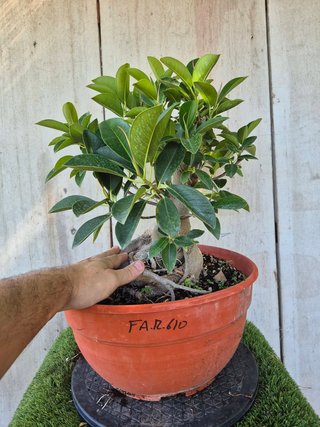 Ficus Australis Rubiginosa 610 oferta hasta 5 oct