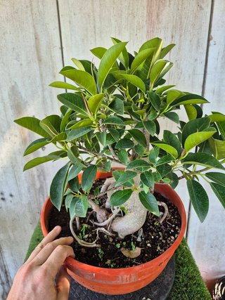 Ficus Australis Rubiginosa 610 oferta hasta 5 oct