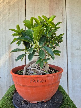Ficus Australis Rubiginosa 610 oferta hasta 5 oct