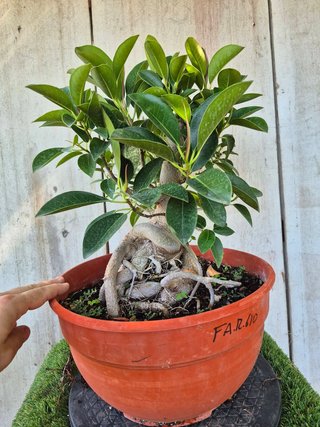 Ficus Australis Rubiginosa 610 oferta hasta 5 oct