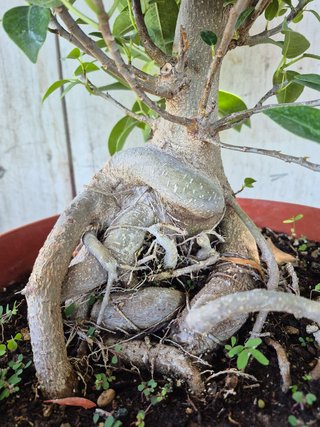 Ficus Australis Rubiginosa 610 oferta hasta 5 oct