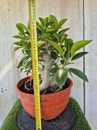 Ficus Australis Rubiginosa 610 oferta hasta 5 oct