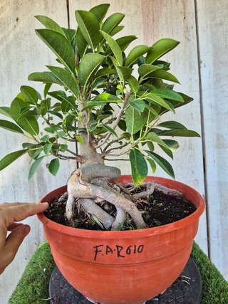 Ficus Australis Rubiginosa 610 oferta hasta 5 oct