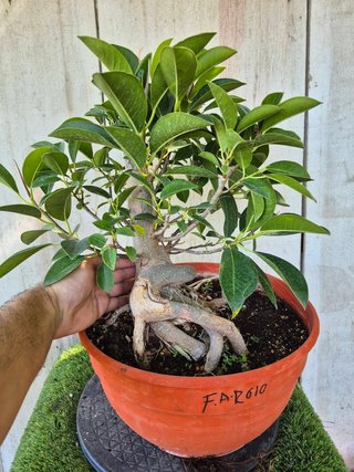 Ficus Australis Rubiginosa 610 oferta hasta 5 oct