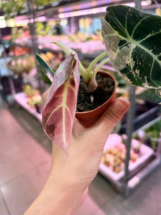 Alocasia Black Velvet Pink Variegata