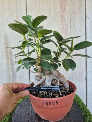 Ficus Australis Rubiginosa 314 oferta hasta 5oct