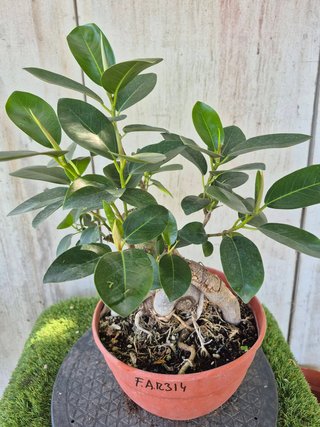 Ficus Australis Rubiginosa 314 oferta hasta 5oct